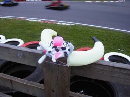 Mooo baby cow